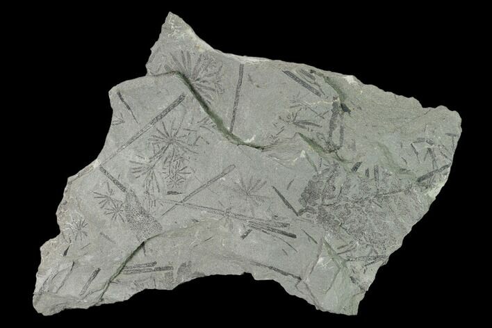 Pennsylvanian Fossil Flora Plate - Kentucky #158710